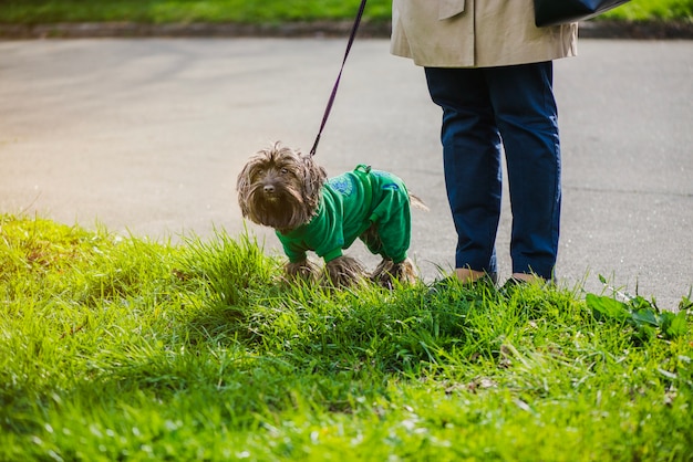 Foto gratuita primer plano de perro con correa