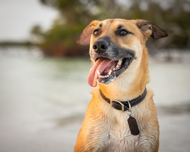 Primer plano de un perro guardián marrón de pie en la playa.