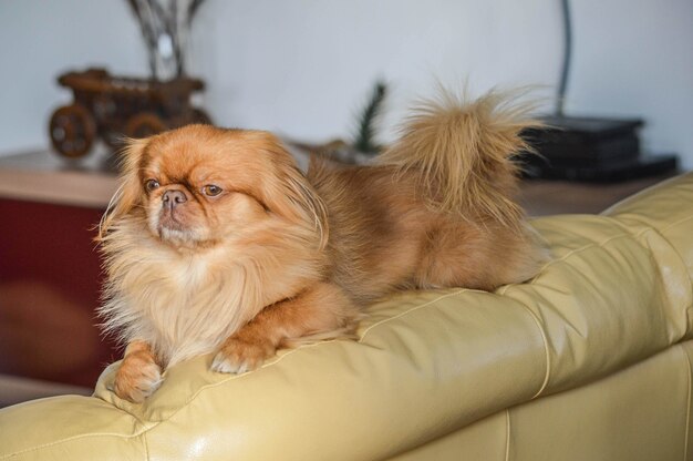 Primer plano de un perro león marrón acostado en el sofá