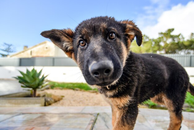 Primer plano de un perro marrón en un jardín bajo la luz del sol con un fondo borroso