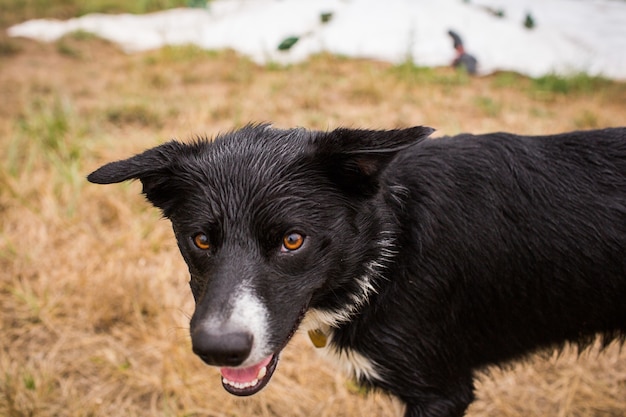 Primer plano de un perro negro en un campo bajo la luz del sol durante el día