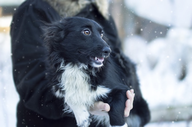 Primer plano de un perro negro debajo de la nieve mirando hacia los lados