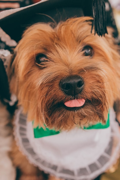 Foto gratuita primer plano del perro norfolk terrier con un lindo lazo posando y mirando a la cámara