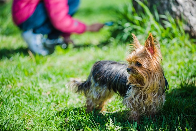 Primer plano de perro en el parque