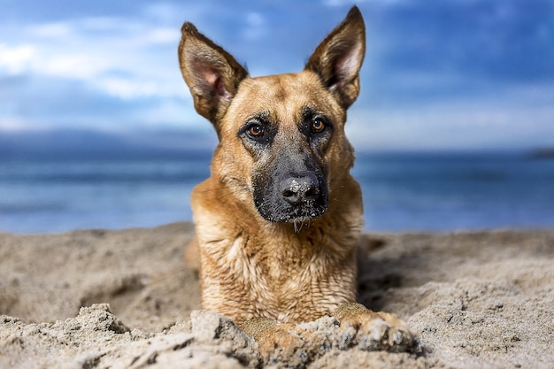 Primer plano de un perro pastor alemán en un paisaje marino