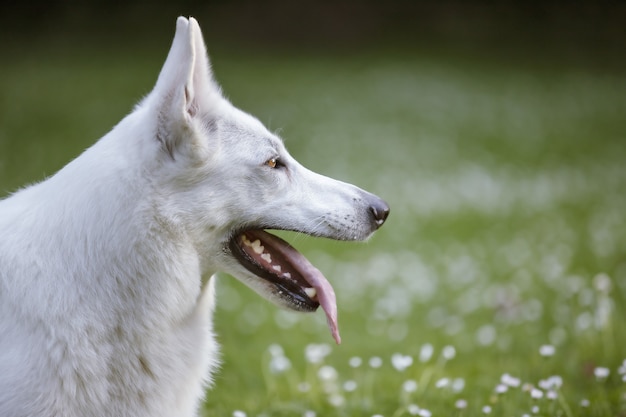 Primer plano de un perro pastor suizo blanco