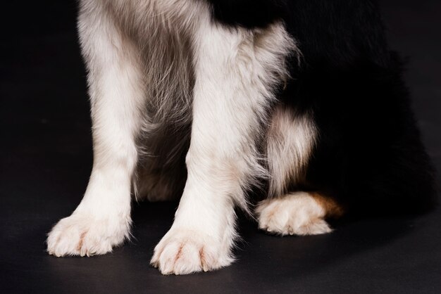 Primer plano, perro, patas delanteras