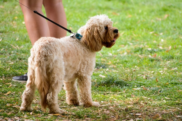 Primer plano de un perro de pie con el dueño en un paisaje verde