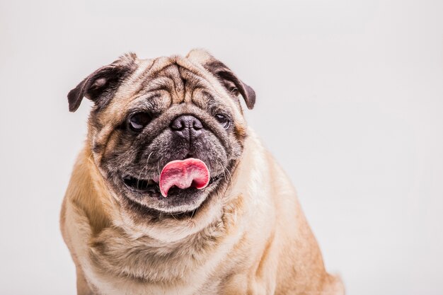 Primer plano de perro pug gracioso con su lengua fuera