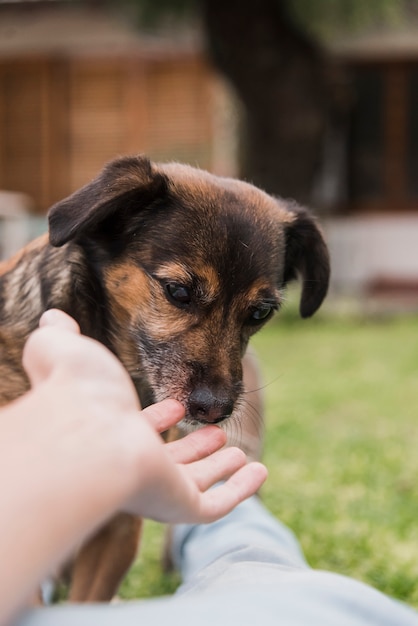 Primer plano de un perro que huele la mano de mujer
