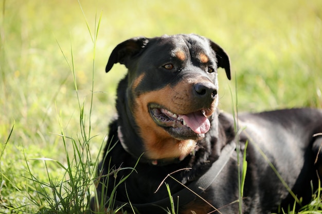 Primer plano de un perro rottweiler