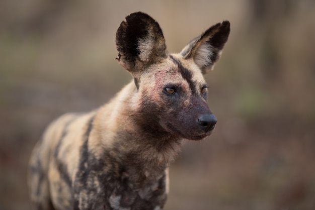 Primer plano de un perro salvaje africano con un fondo borroso