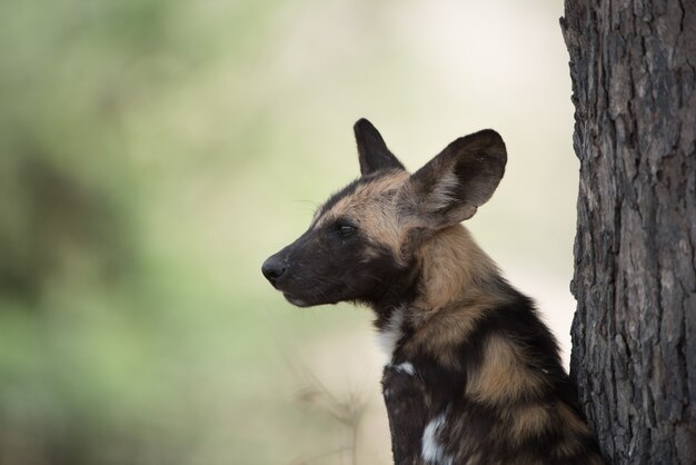 Primer plano de un perro salvaje africano