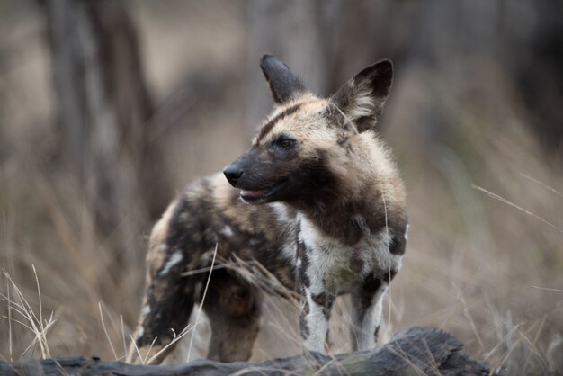 Primer plano de un perro salvaje africano