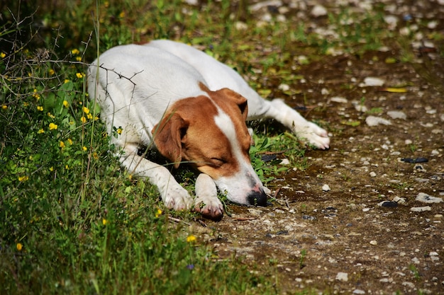 Primer plano de perro salvaje durmiendo en la campiña maltesa.