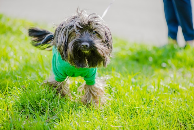 Primer plano de perro sobre el césped