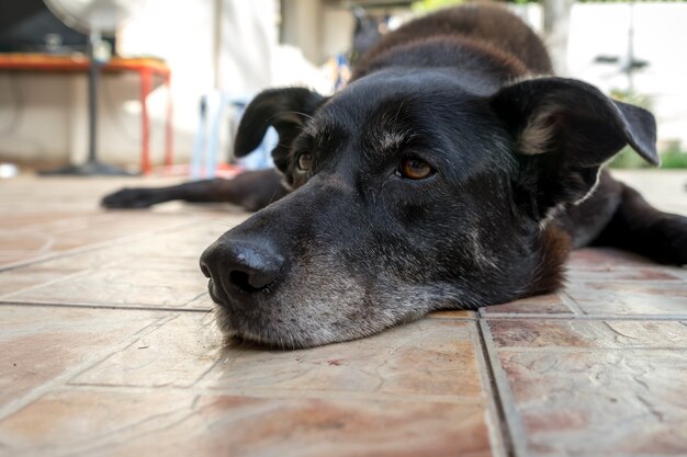 Primer plano de un perro viejo descansando sobre una superficie de azulejos