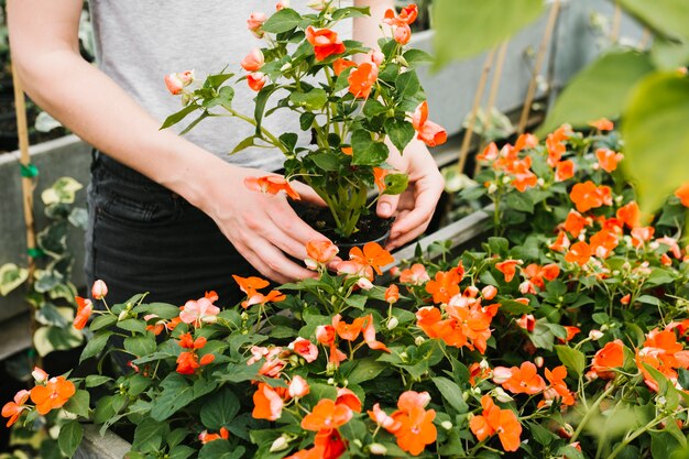 Primer plano de la persona que cuida las plantas.