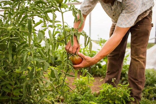 Primer plano de una persona recogiendo los tomates de la planta en una granja