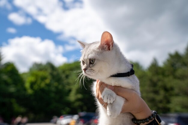 Primer plano de una persona sosteniendo un adorable gato blanco doméstico al aire libre en un día soleado