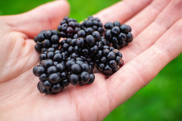 Primer plano de una persona sosteniendo moras en un campo bajo la luz del sol con un fondo borroso