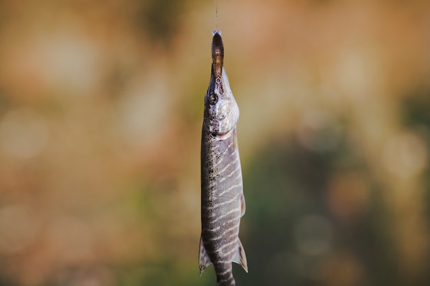 Primer plano de pescado fresco en el fondo defocused