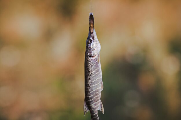 Primer plano de pescado fresco en el fondo defocused