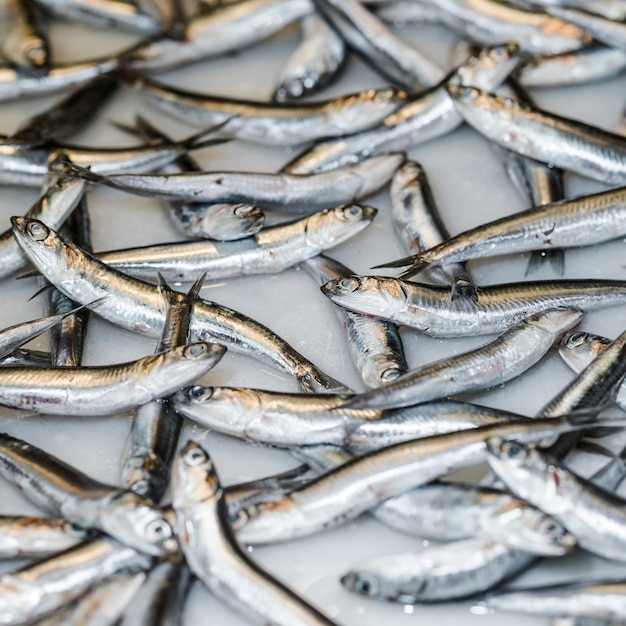 Primer plano de pescado fresco para la venta en el mercado