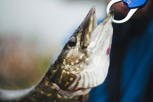 Foto gratuita primer plano de un pescado de lucio fresco