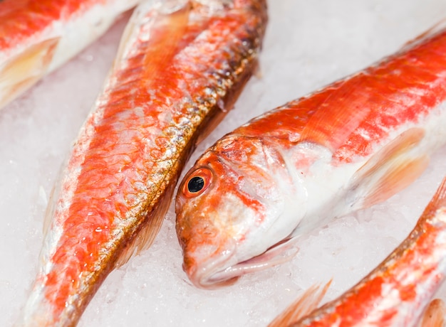 Primer plano de pescado rojo fresco en hielo