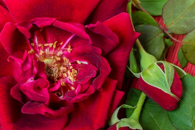 Primer plano pétalo de rosa roja con hojas verdes