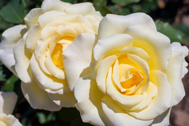 Primer plano de pétalos de rosas blancas al aire libre