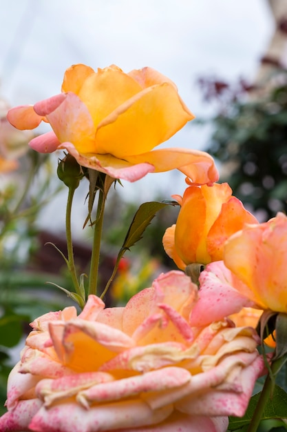 Primer plano pétalos de rosas hermosas