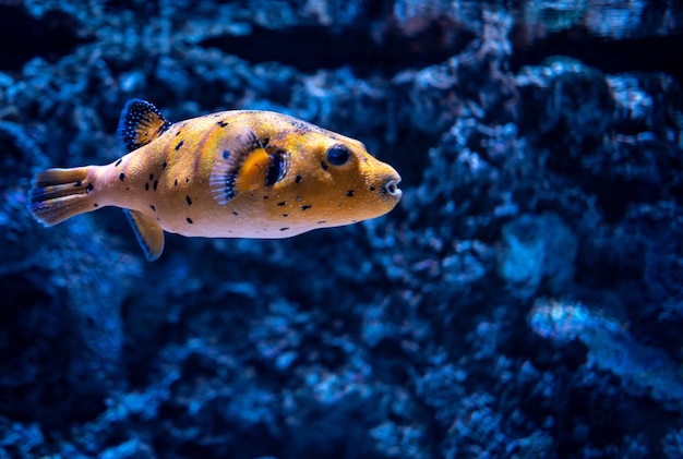 Primer plano de un pez de arrecife de coral nadando en un acuario bajo las luces con un fondo borroso