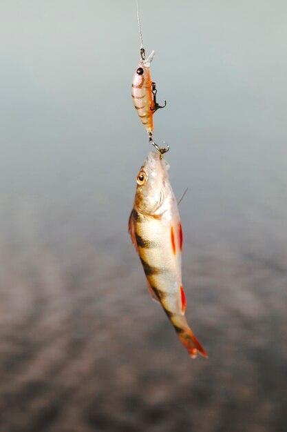 Primer plano de un pez atrapado con cebo de pesca