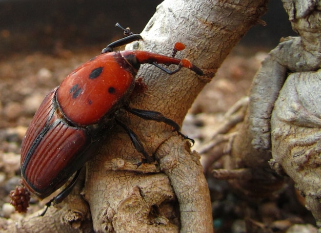 Primer plano de un picudo rojo de las palmeras sobre una plancha de madera en las islas maltesas