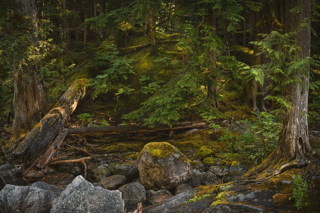 Primer plano de piedras cubiertas de musgo y árboles en el bosque de Washington