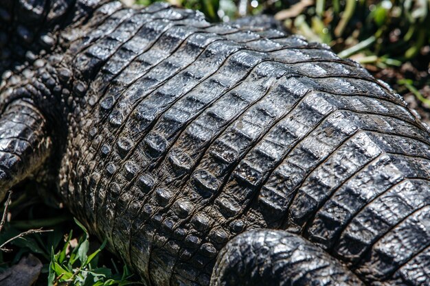 Primer plano de la piel de un cocodrilo americano rodeado de vegetación bajo la luz del sol