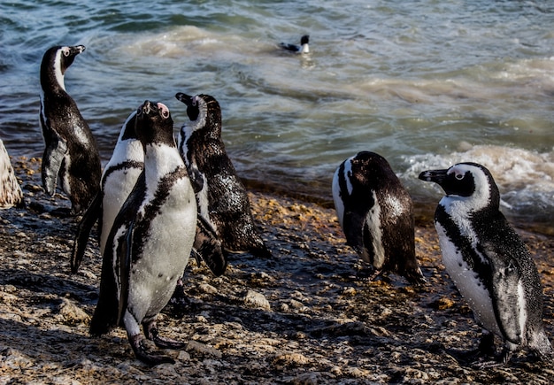 Primer plano de pingüinos africanos en la orilla rodeada por el mar bajo la luz del sol