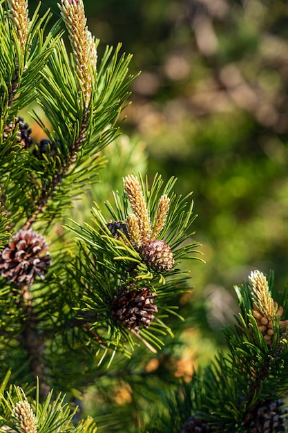 Primer plano de pinos en la Selva Negra, Alemania