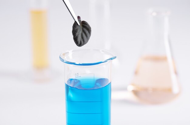 Primer plano de pinzas sosteniendo una pequeña hoja negra sobre un líquido azul en un frasco de vidrio en un laboratorio