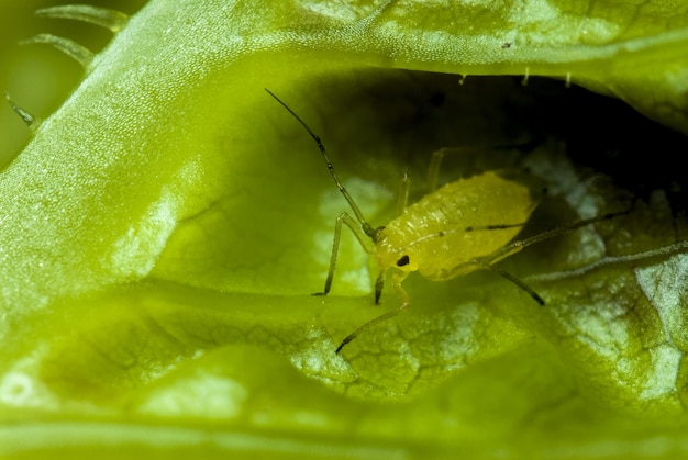 Primer plano de un piojo de la planta