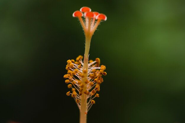 Primer plano pistilos de flores