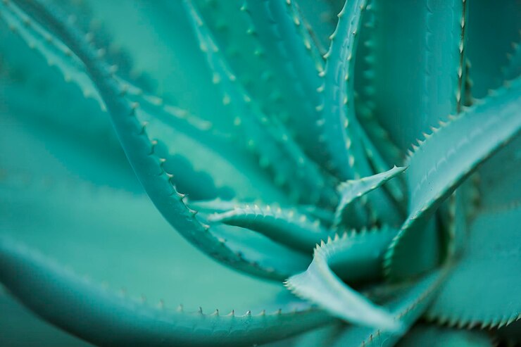 Primer plano de la planta de aloe en el primer plano botánico de la superficie verde Las plantas verdes tropicales de Aloe vera toleran el clima cálido Plantación de Aloe Vera en las Islas Canarias Aloe Vera para ingredientes cosméticos