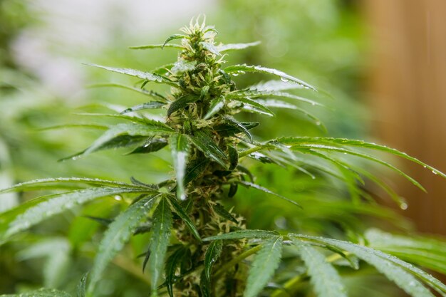 Primer plano de una planta de cannabis en crecimiento