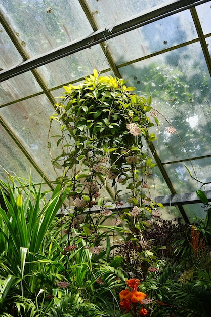 Primer plano de una planta colgante en un invernadero en un día soleado