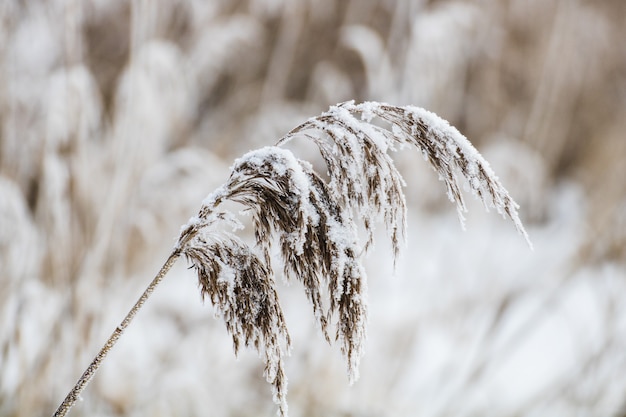 Primer plano de una planta cubierta de nieve