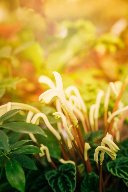 Primer plano de la planta exótica botánica con tallo en la luz del sol