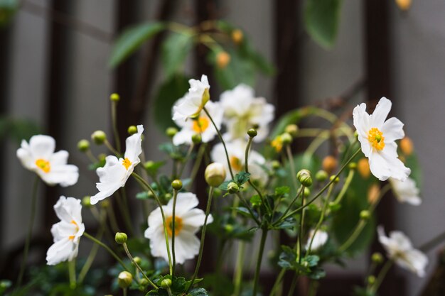 Primer plano de la planta de floración cosmos bipinnatus