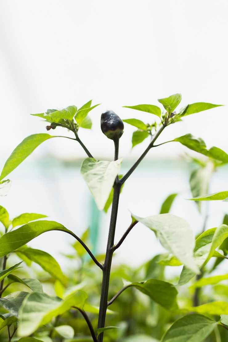 Foto gratuito primer plano de planta con fruta negra